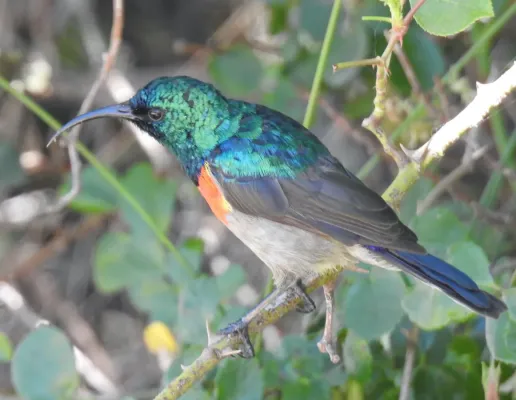 File:Cinnyris chalybeus chalybeus.jpg