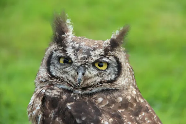 File:0 Bubo virginianus - Grand-duc d'Amérique (1).JPG
