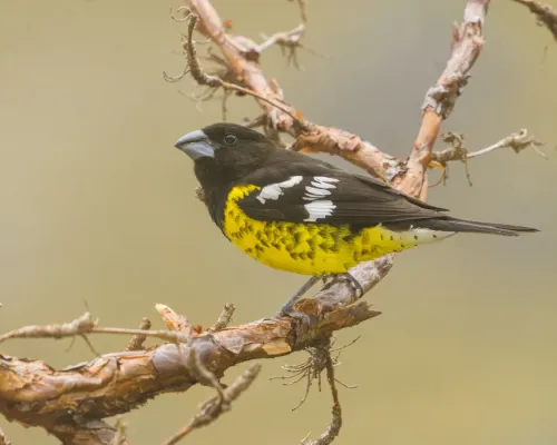 File:Pheucticus aureoventris, Cerro Champaquí, Córdoba, Argentina DSC3843.jpg