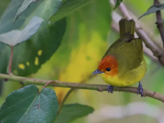 File:Thlypopsis ruficeps - Rust-and-Yellow Tanager.jpg