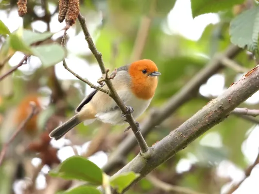 File:Thlypopsis pectoralis - Brown-flanked Tanager; Huanuco, Peru.jpg