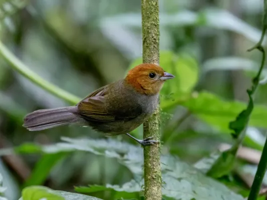 File:Thlypopsis pyrrhocoma - Chestnut-headed Tanager (female); Monteiro Lobato, São Paulo, Brazil.jpg