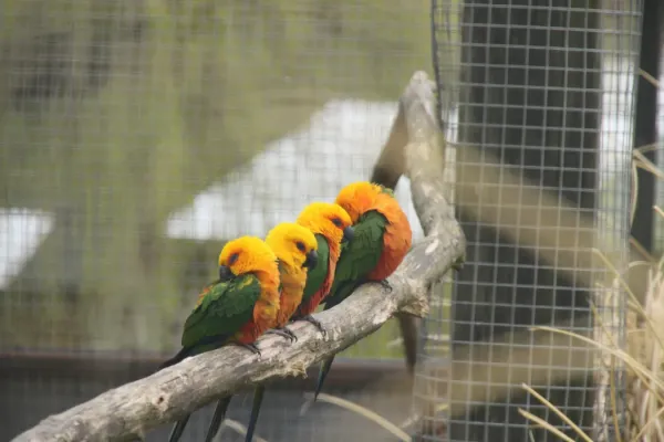 File:Aratinga jandaya -Reading, Berkshire, England-8a.jpg