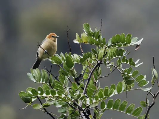 File:Thlypopsis inornata - Buff-bellied Tanager.jpg