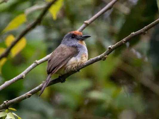 File:Nonnula ruficapilla 112030246.jpg