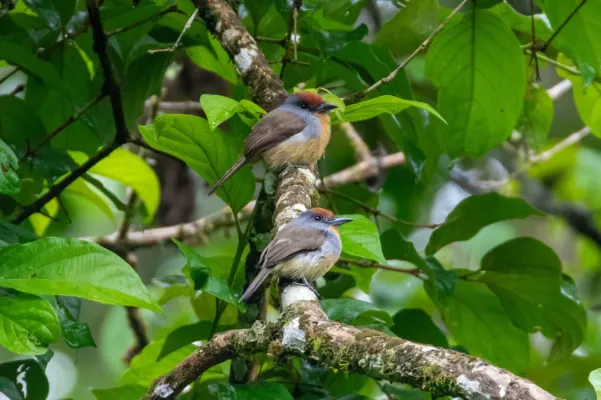 File:Nonnula ruficapilla 111982726.jpg