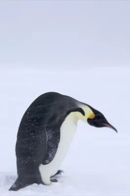 File:Aptenodytes forsteri -Antarctica -blzzard-8.jpg
