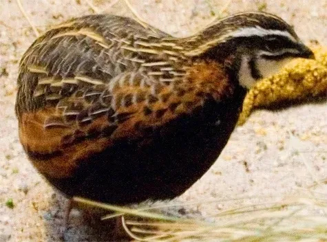 File:Coturnix delegorguei.jpg