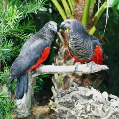 File:Psittrichas fulgidus -Miami Zoo, USA-8-2c.jpg