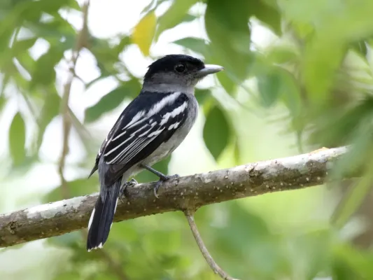 File:Pachyramphus polychopterus -Panama-8.jpg