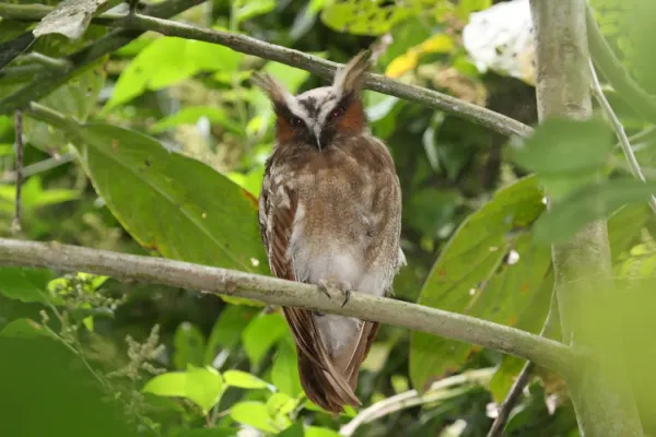 File:Lophostrix cristata -Panama-8.jpg