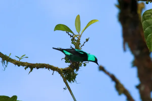 File:Dacnis venusta -Panama-8a.jpg