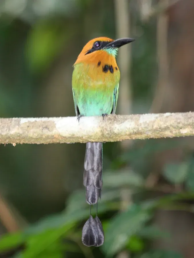 File:Electron platyrhynchum -Panama-8a.jpg