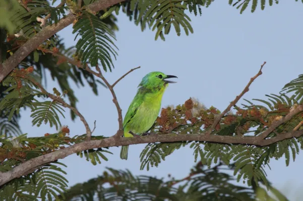 File:Vireolanius pulchellus -Panama-8b.jpg