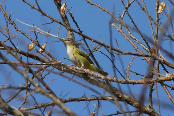 File:Vireo flavoviridis -Panama-8a.jpg