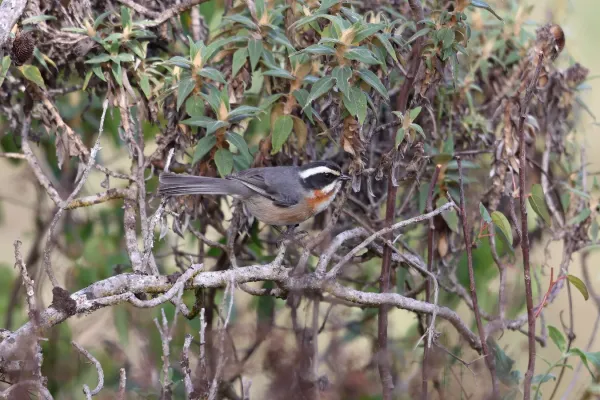 File:Microspingus alticola - Plain-tailed Warbling-finch, Cajamarca, Peru.jpg