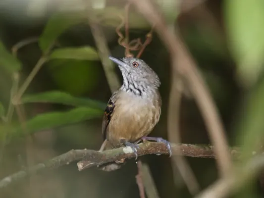 File:Epinecrophylla fulviventris.jpg