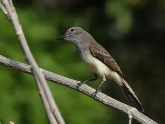 File:Myiarchus panamensis -Panama-8a.jpg