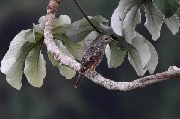 File:Cotinga nattererii -Panama-8a.jpg