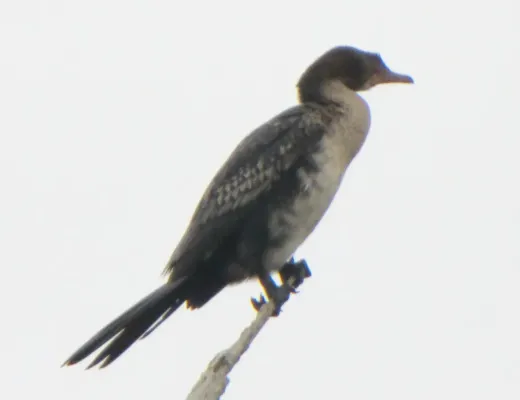 File:Microcarbo africanus ssp. africanus.jpg