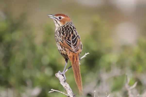 File:Sphenoeacus afer ssp. afer.jpg