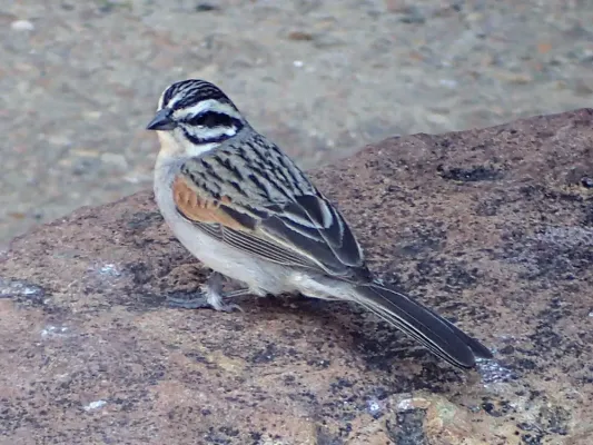 File:Emberiza capensis ssp. capensis.jpg