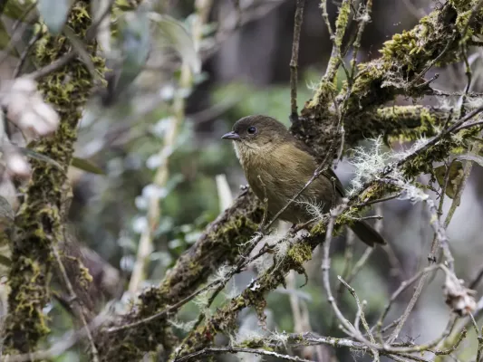 File:Nephelornis oneilli - Pardusco.jpg