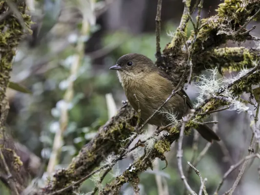 File:Nephelornis oneilli - Pardusco (cropped).jpg