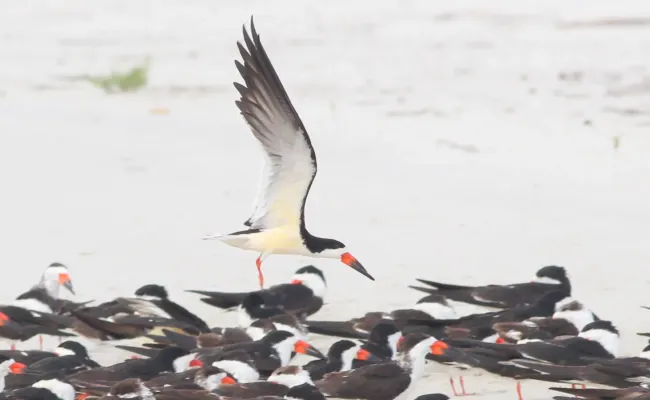 File:Rynchops niger (Black Skimmer) 45.jpg