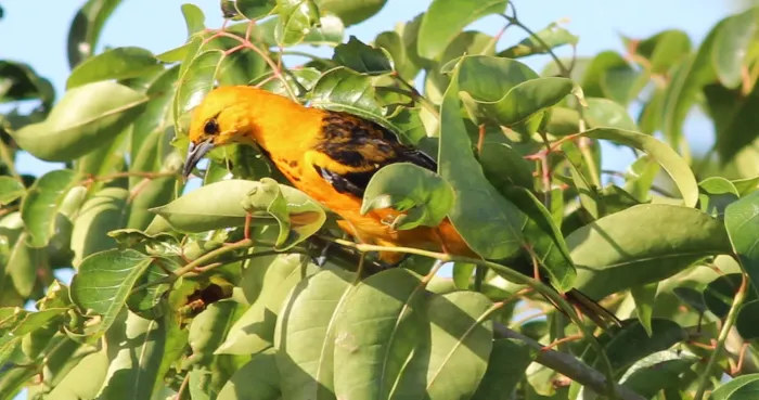 File:Icterus pectoralis (Spot-breasted Oriole) 03.jpg