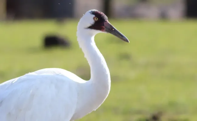 File:Grus americana (Whooping Crane) 03.jpg