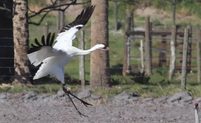 File:Grus americana (Whooping Crane) 02.jpg