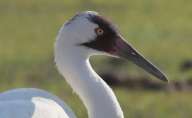 File:Grus americana (Whooping Crane) 05.jpg