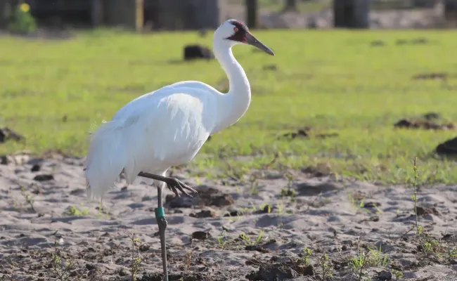 File:Grus americana (Whooping Crane) 04.jpg