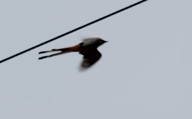 File:Tyrannus forficatus (Scissor-tailed Flycatcher) 01.jpg