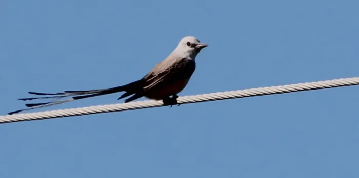 File:Tyrannus forficatus (Scissor-tailed Flycatcher) 06.jpg