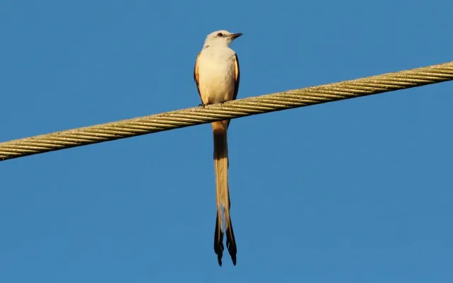 File:Tyrannus forficatus (Scissor-tailed Flycatcher) 17.jpg