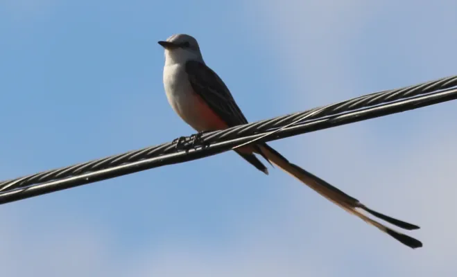 File:Tyrannus forficatus (Scissor-tailed Flycatcher) 28.jpg