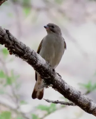 File:Indicator minor ssp. minor.jpg