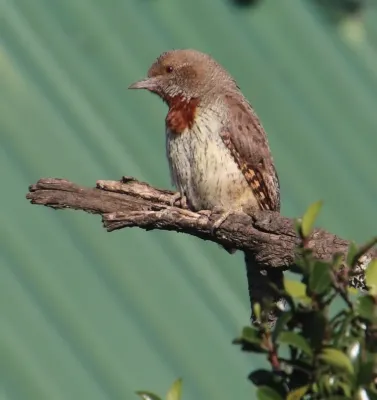 File:Jynx ruficollis ssp. ruficollis.jpg