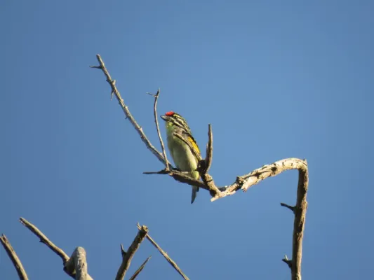 File:Pogoniulus pusillus ssp. pusillus.jpg