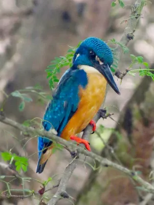 File:Alcedo semitorquata, Baviaanskloofrivier, Eastern Cape, South Africa.jpg