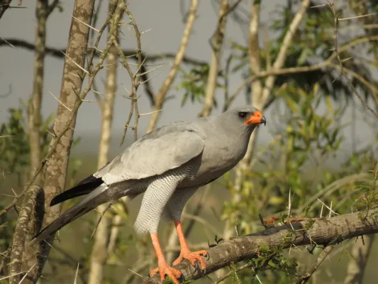 File:Melierax canorus ssp. canorus.jpg