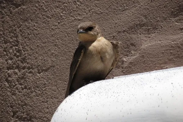 File:Ptyonoprogne fuligula ssp. fuligula.jpg