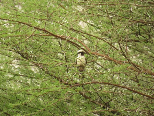 File:Eurocephalus anguitimens ssp. anguitimens.jpg
