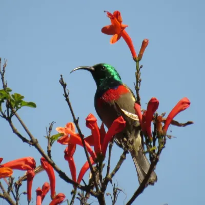 File:Cinnyris chalybeus ssp. albilateralis.jpg