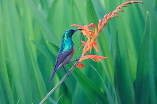 File:Cinnyris afer ssp. afer.jpg