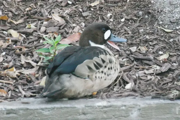 File:Speculanas specularis -Miami Metrozoo, Florida, USA-8a.jpg