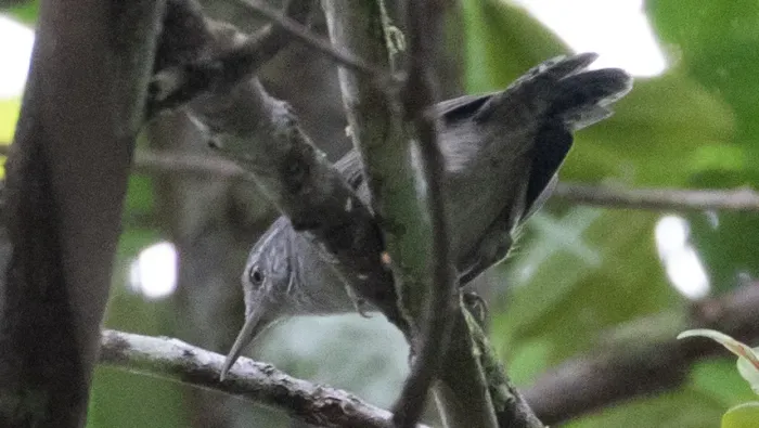 File:Cantorchilus griseus 108727761 (cropped).jpg
