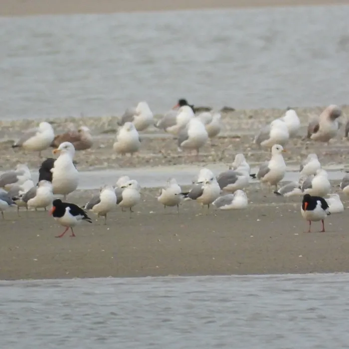 Gespotte Scholekster